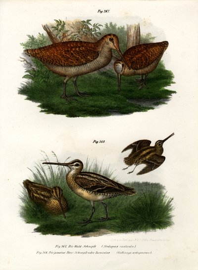 Eurasian Woodcock, 1864 av German School